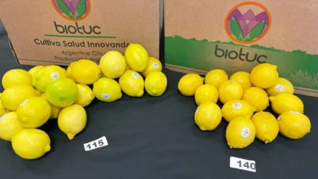 Biotuc llegó por primera vez en su historia con su limón orgánico al mercado de Estados Unidos 