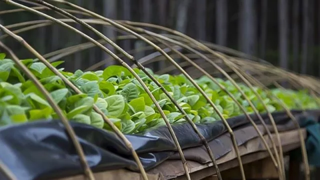 La División Tabaco entregará insumos a productores tucumanos (de La Cocha y Alberdi) 