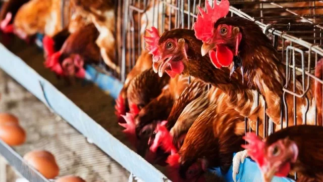 ¿Por qué la industria del sector avícola debe volverse digital?