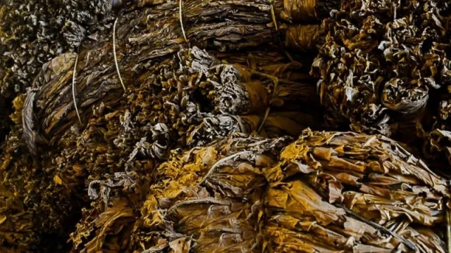 Estas son las exigencias que deberá cumplir el tabaco para ser comercializado y transportado fuera de Tucumán 