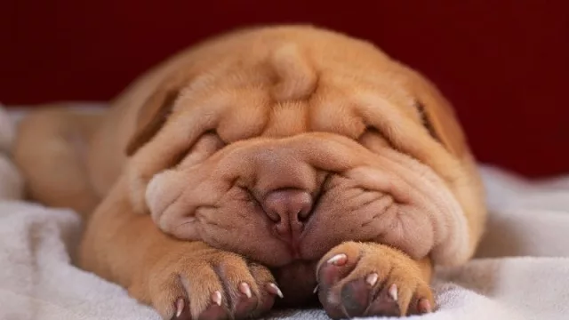 “El amor es una palabra de cuatro patas”: Hokee, el emprendimiento tucumano que retrata a tu mascota para siempre