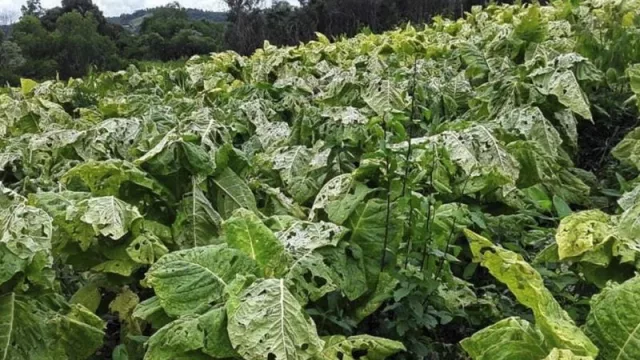 Tabaco: inicia el pago de $ 30 millones por “cobertura contra siniestros climáticos (cronograma) 