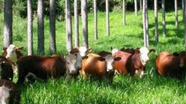 Campo tucumano: productores de Trancas recibieron insumos sanitarios para el sector ganadero 