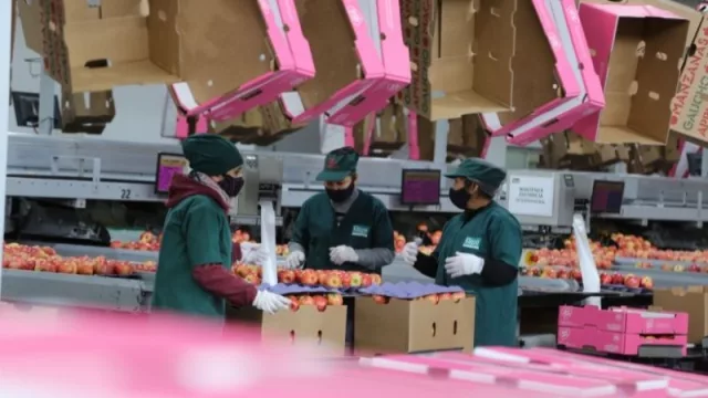 Kleppe industrializa su producción de peras y manzanas y proyecta quintuplicar la de cerezas