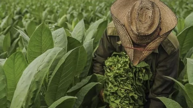 Sector tabacalero tucumano: se encuentra en proceso el pago de $ 100.000.000 en concepto de la Caja Verde 