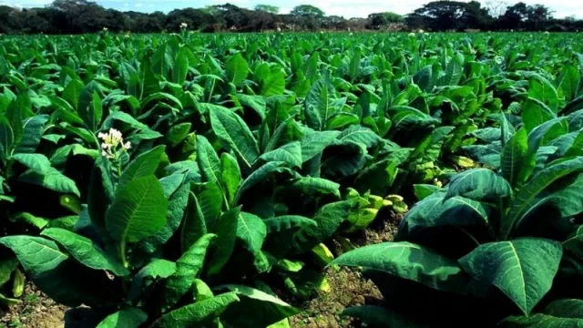 Una buena para los productores jujeños: se logró destrabar $ 210 M para tabacaleros