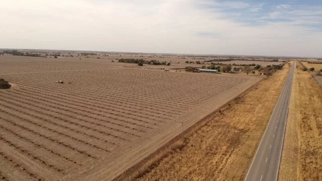 Nace AlmendrAR, el mayor proyecto de almendros de Córdoba con US$ 1.7 M de inversión 