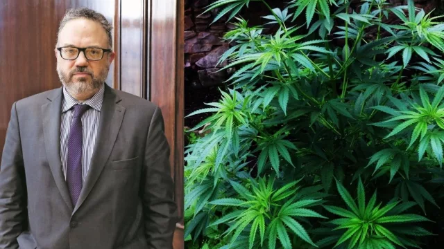 Cannabis: el Gobierno busca jugadores para un negocio de más de u$s 500 millones