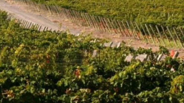 Se realizará la Webinar: “El camino hacia lo Orgánico - Cap. 2 Vitivinicultura Orgánica” 