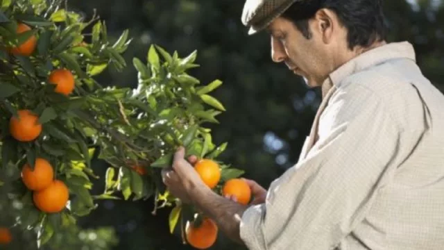 Plan promoción de empleo: ¿cuántos miles de tucumanos se verán beneficiados?