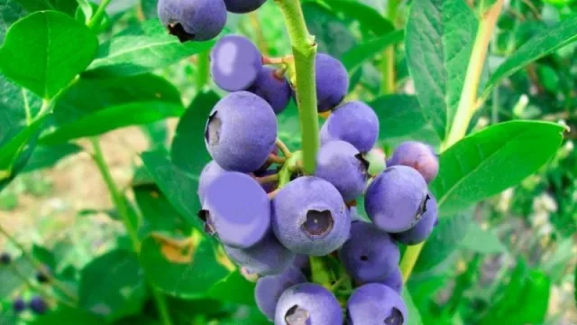 Tucumán con gran producción de productos SuperFoods: aporte económico, industrial pero también nutricional (¿de qué se trata?)