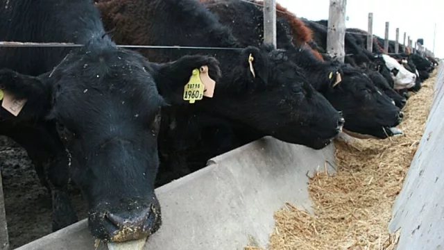 Pequeños y medianos productores ganaderos de Tucumán podrán acceder a créditos de $ 10.000 millones