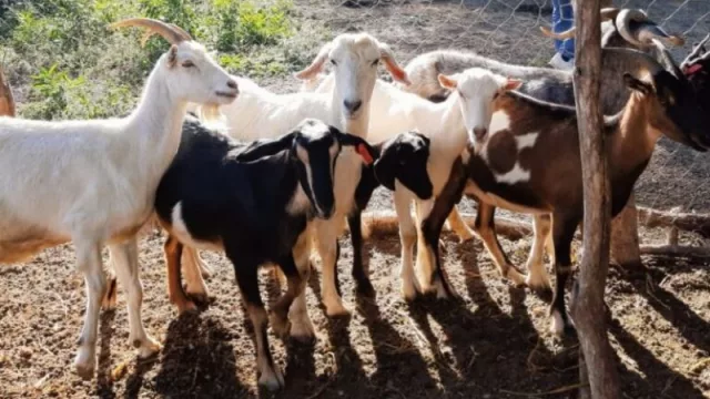 Producción tucumana: importancia de la actividad caprina en Trancas (autoconsumo y generación de ingresos) 