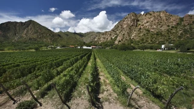 Dos vinos salteños lograron medalla de platino en premios en Londres