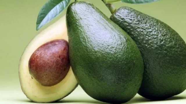 Proceso productivo: cómo acceder al sistema de solicitudes de certificados de materia seca en palta 