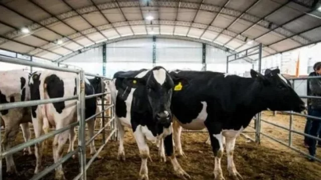 Producción tambera tucumana: acompañan a pequeños productores a través del programa Tucumán Emerge 