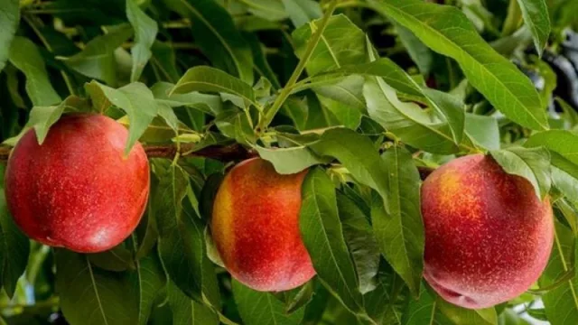 Tucumán Emerge: acciones para fortalecimiento y desarrollo de pequeños productores minifundistas 