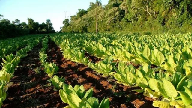 Fondo Especial del Tabaco: a partir de hoy se habilita el pago para los tabacaleros (cronograma) 