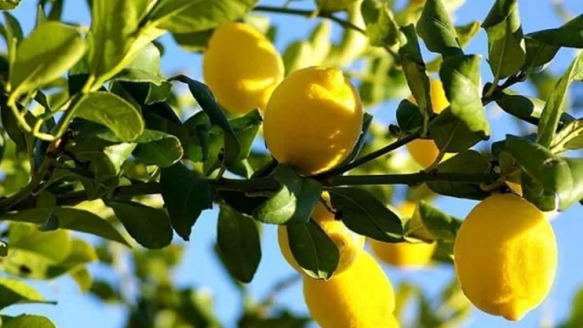 Atentos productores: la AFIP extendió una bonificación clave para la cadena de producción de cítricos