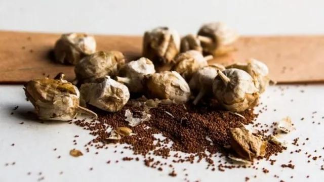 Anunciaron una mega inversión de $50 millones para productores tabacaleros 