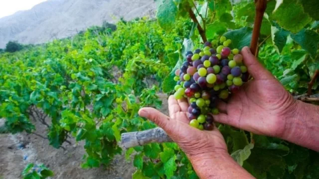 Cuanto más vino, más trabajo: demuestran que 100 ha. de vid dan empleo a 72 personas