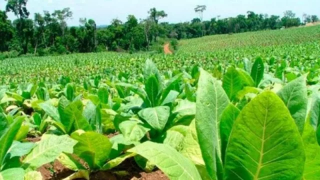 Entregarán $127 millones en insumos al sector tabacalero (requisitos que se deberán tener en cuenta) 