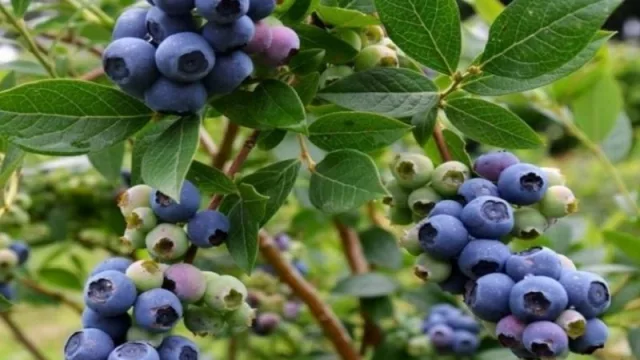 Brindarán una capacitación para personal de empaques de arándanos (inscripción gratuita) 