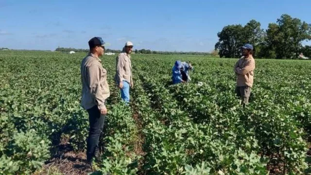 Realizan inoculaciones en semilleros de algodón para mejorar los cultivos chaqueños 