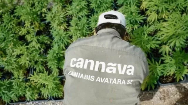 El cannabis... ¿es el nuevo eje fundacional de la patria jujeña?