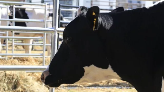 Cómo se encuentra la actividad tambera de Tucumán (precio de la leche y el impacto de la inflación) 
