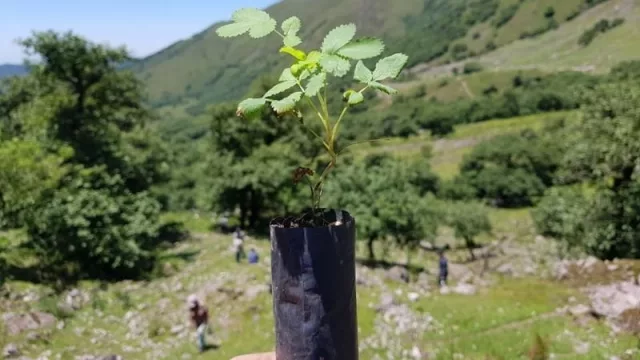 El proyecto jujeño de reforestación más grande la provincia llega a Quebrada la Puna 