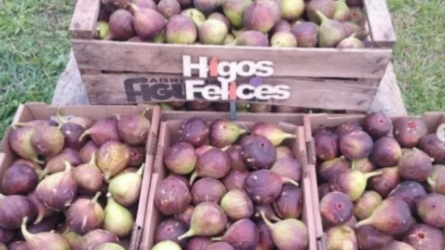 Higos Felices: “Coseche usted mismo, pague al peso, no cobro entrada, ni los higos que te comas de la planta”