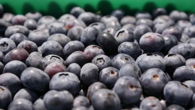 Efecto pandemia: notable caída de la exportación de arándanos tucumanos