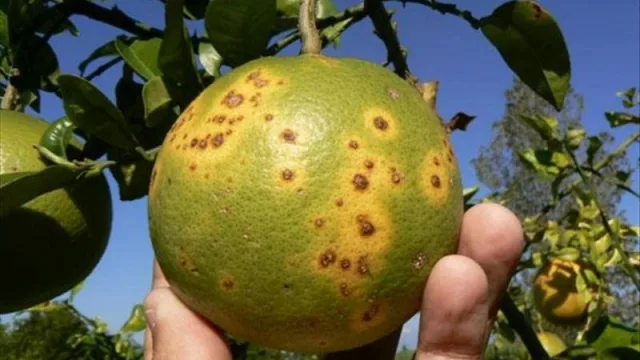 ¡Buenas noticias!: investigadores tucumanos desarrollaron un sensor para detectar de forma temprana el HLB 