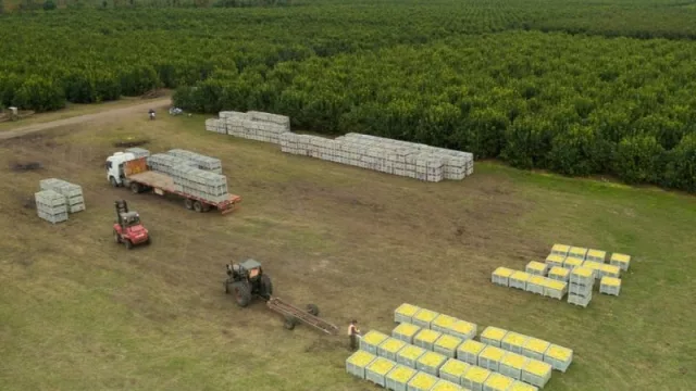 Siguen las buenas noticias para la citrícola San Miguel: financiamiento millonario confirmado