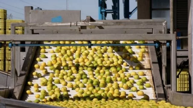 De cara a la próxima campaña de exportación del limón: ¿qué pasaría si la Unión Europea nuevamente rechaza el producto tucumano?