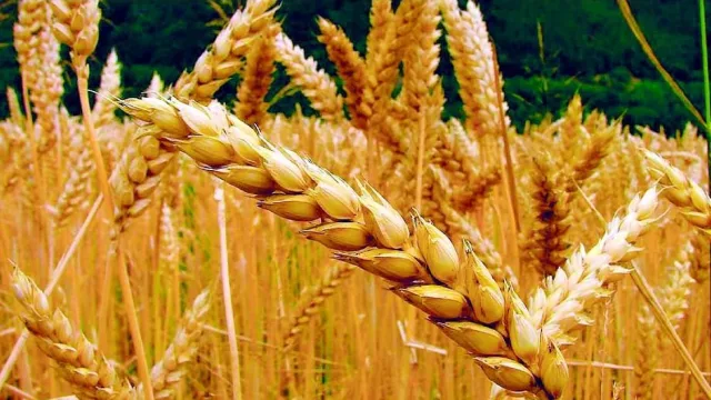 Gobierno quiere forzar a productores a vender el trigo y maíz 30% más barato