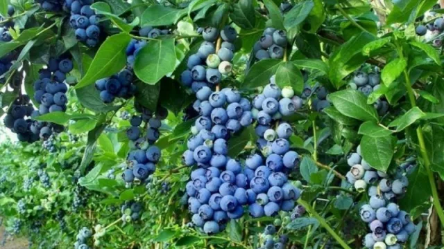 En una videoconferencia se debatió sobre las exportaciones a España (cuánto exporta Tucumán a ese país)