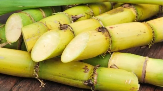 La Estación Experimental brindará su última jornada virtual: se realizará un balance sucroalcoholero 