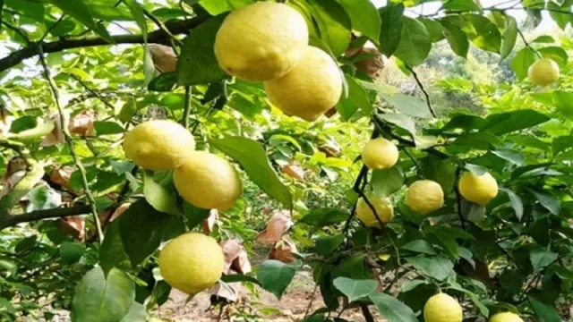 La Estación Experimental brindará una charla sobre la situación actual del HLB en los cítricos 