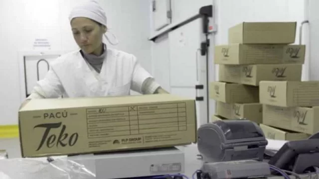 El proyecto de pacú arrocero como ejemplo sustentable para la generación de empleos 