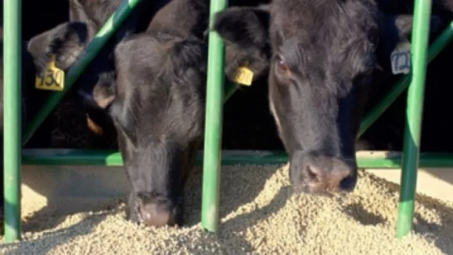 Tucumán suma la producción de un nuevo alimento elaborado a base de derivados de caña y destinado al ganado