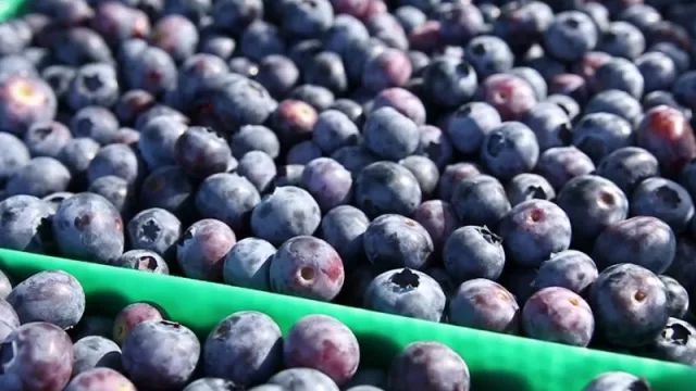 Una muy mala noticia en relación a los arándanos tucumanos en medio de la pandemia