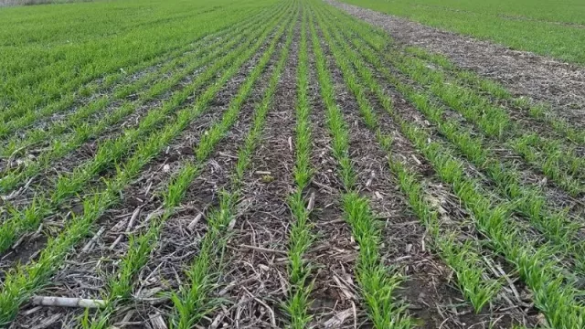 La Estación Experimental brindará un seminario sobre “Agrometeorológicas en un año Niña” (encuentro online gratuito)