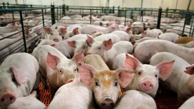 Avanzan las gestiones sobre la instalación de un establecimiento porcino en el Timbó Nuevo