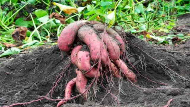 Rentable y sustentable: proyectan una fábrica de dulce de batata con destino industrial 