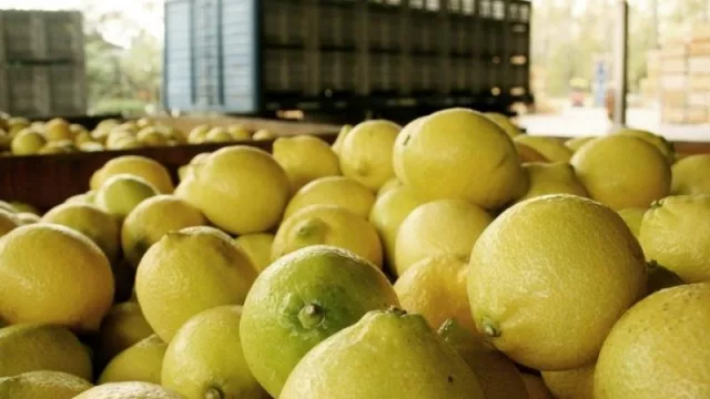 Marcando el camino en plena pandemia: el limón ocupa el segundo lugar entre las frutas frescas más exportadas del país