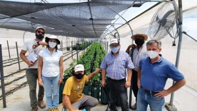 Inspección cannabica: avanza el cultivo medicinal con la visita del equipo de INASE