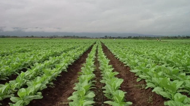 Tabaco: nuevo desembolso de $ 400 millones para productores jujeños