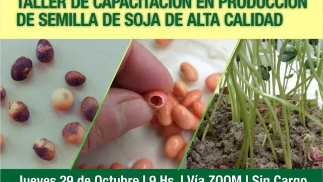 La Estación Experimental capacitará sobre producción de semillas de soja de alta calidad (inscripción gratuita) 